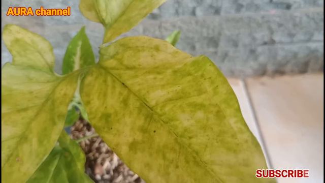 Syngonium Langka, Syngonium Podophillum Golden Variegata, Tanaman Hias Koleksi смотреть онлайн