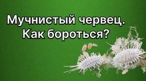 Мучнистый червец на адениумах. Как с ним бороться? 29 августа 2024 г