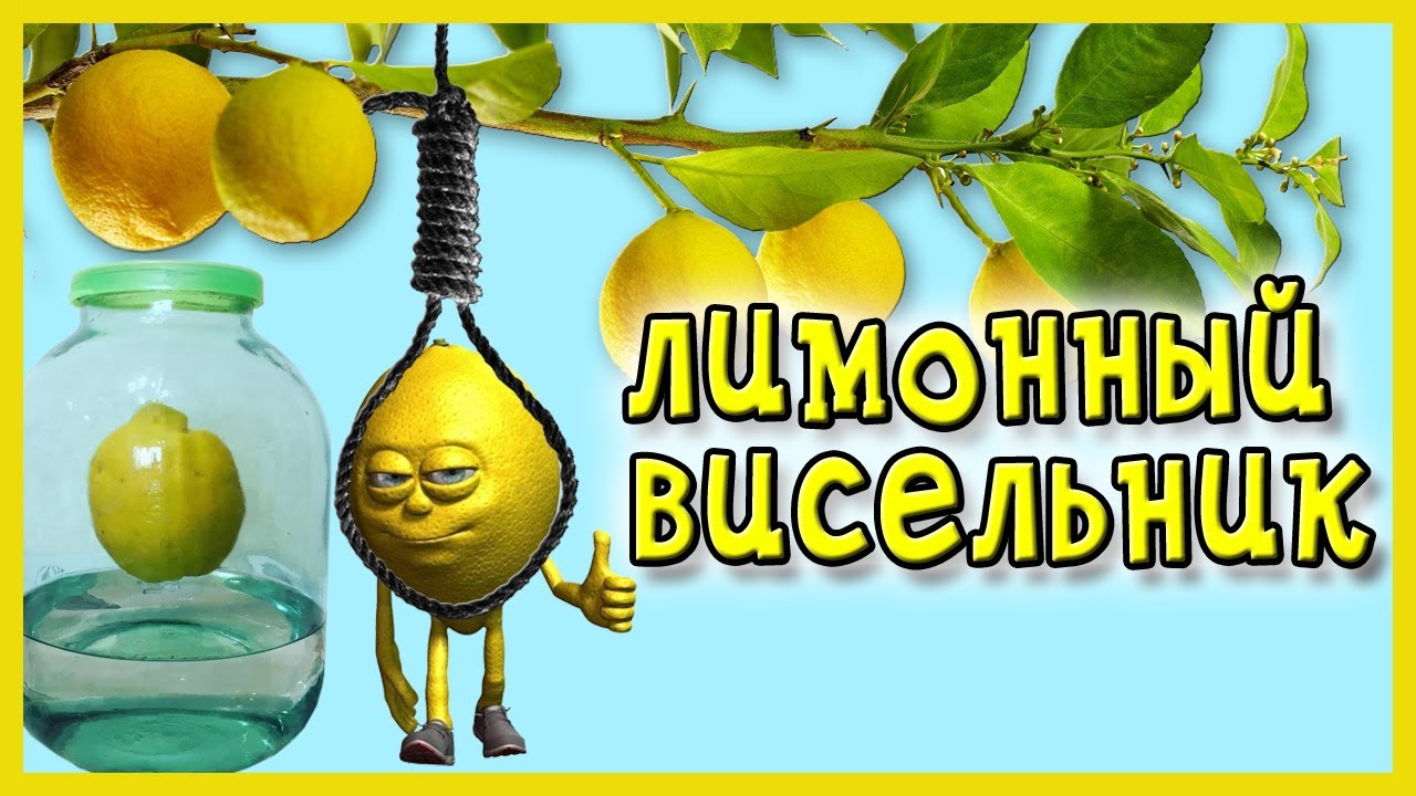 Горькая настойка. "Висельник Лимон".