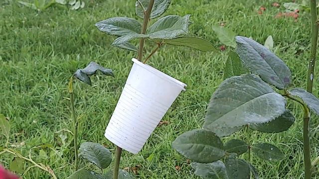 Отважная. Размножение роз.17.07.2023.