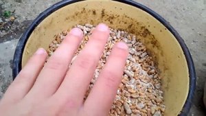 Как и чем кормить индоутку.