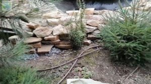 Пруд на участке среди сосен | Натуральный пруд от Евгения Сыщикова