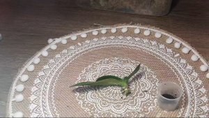 Наращивание КОРНЕЙ ОРХИДЕЕ во мхе #орхидеи #корни