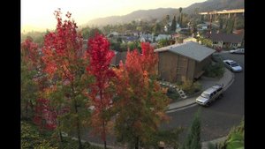 Liquidambar Trees - Time Lapse