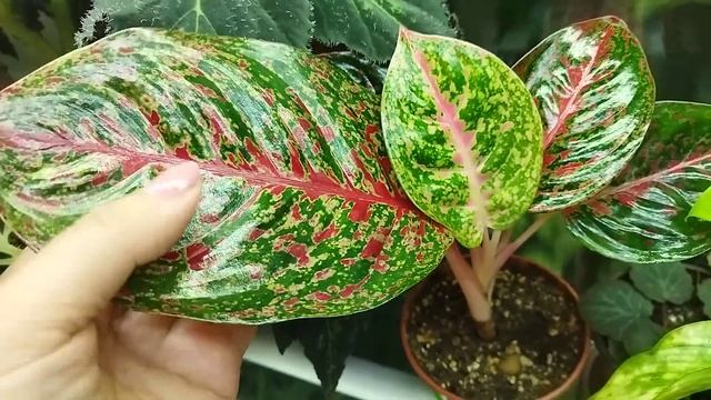 Обзор цветов на верхней полке восточного подоконника ?/ Комнатные цветы в сентябре смотреть онлайн