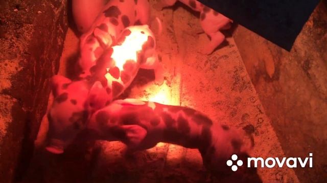 Опрос свиноматки. Результат тройного опороса свиней.