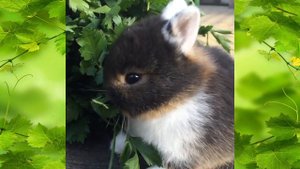 СМЕШНЫЕ КРОЛИКИ 2019 ПРИКОЛЫ С КРОЛИКАМИ 2019 ТОПовая подборка КРОЛИКИ ЖУЮТ #1