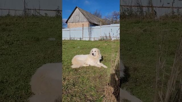 Пиренейская горная собака ДЕРА, на чиле, на расслабоне