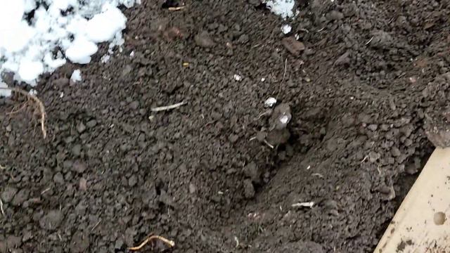 Сажаю помидоры под зиму. 🍅🍅🍅эксперимент. смотреть онлайн