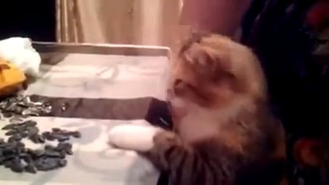 Кошка грызет семечки! смотреть онлайн