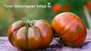Томаты. Отзывы и впечатления о сортах Амурский тигр, Шоколадная зебра, Странная вещь девочки