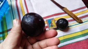 Диплоидная слива сорт поздний Анжелино(plum Angeleno). Дегустация свежих слив зимой