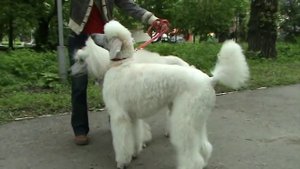 Большой белый или королевский пудель.