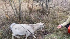 Овцы на пастбище | овцеводство | ИЗ ГОРОДА В ДЕРЕВНЮ ?