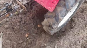 Посадка картофеля мотоблоком под плуг (4часть). Как работает плуг.