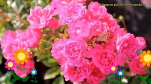 Роза почвопокровная лавли фейри. Краткий обзор, описание характеристик Lovely Fairy