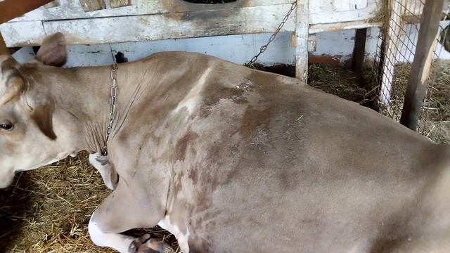 Лікування всих видів маститів+хронічні❗☝️Відмовляйтеся вже від народних методів☝️/фітофтора атакує смотреть онлайн