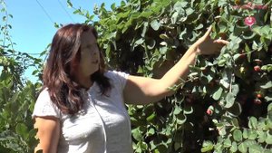 Жимолость каприфоль в Сибири #urozhainye_gryadki