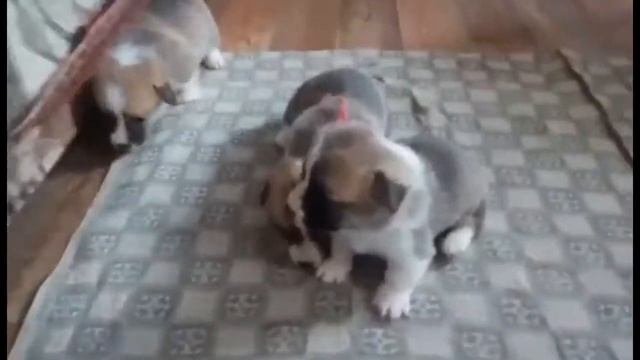 Н-помет, щенки вельш корги пемброк п-к Фрай Винд, возраст 23 дня смотреть онлайн