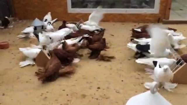 Голуби Северного Кавказа смотреть онлайн