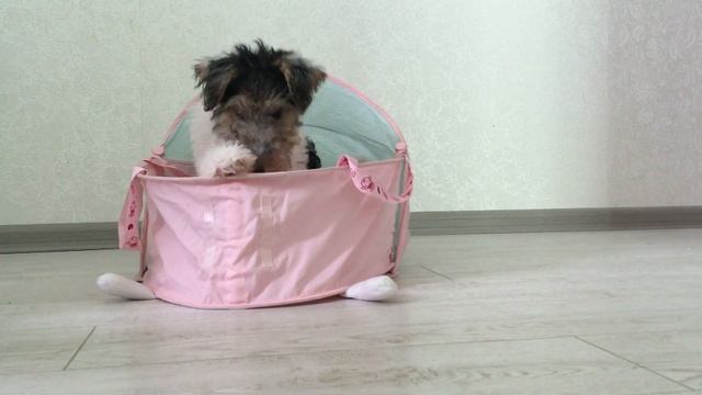 Fox terrier Diva 11 weeks/ Фокстерьер Дива 2.5 месяца/Как игрушка :) смотреть онлайн