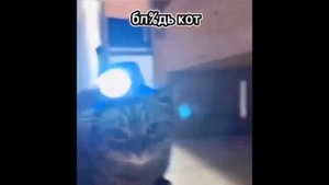 б**** кот,ты можешь святить прямо?
