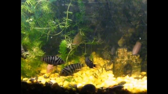 Цихлазома чернополосая смотреть онлайн