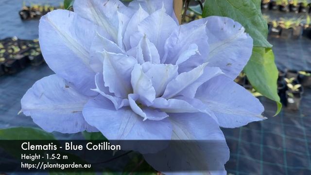 Clematis - Blue Cotillion 4K