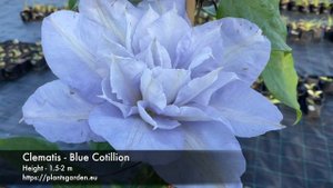 Clematis - Blue Cotillion 4K