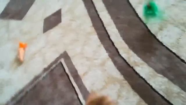 Золотая Британская Шиншилла