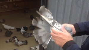 Торцовые Николаевские голуби