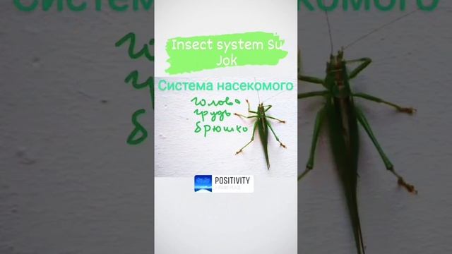 Частичная система соответствия насекомого на пальцах рук и ног #суджок #shorts