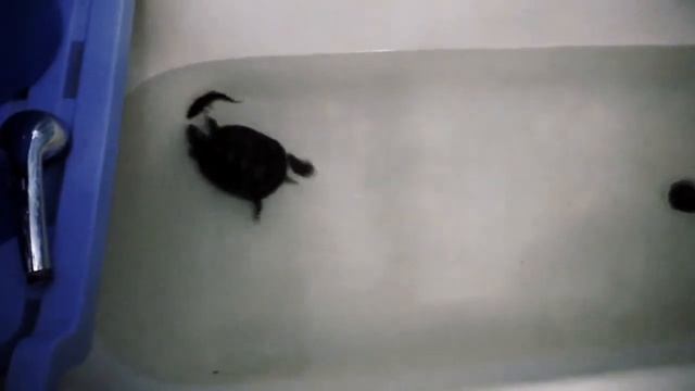 VLOG. Кормление красноухой черепахи рыбой? смотреть онлайн