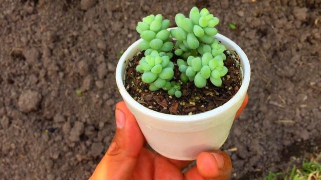 Sedum Burrito Morganianum/Cuidados de SUCULENTA cola de Borrego смотреть онлайн