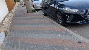 Брахихитон кленолистный (Brachychiton acerifolius).Бутылочное дерево, описание, виды и свойства