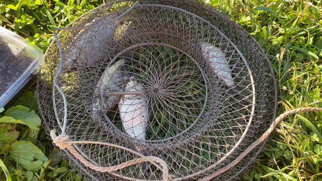 Рыбалка 🎣// поймали много рыбы// как я упустила рыбу?// fishing 🐠 смотреть онлайн