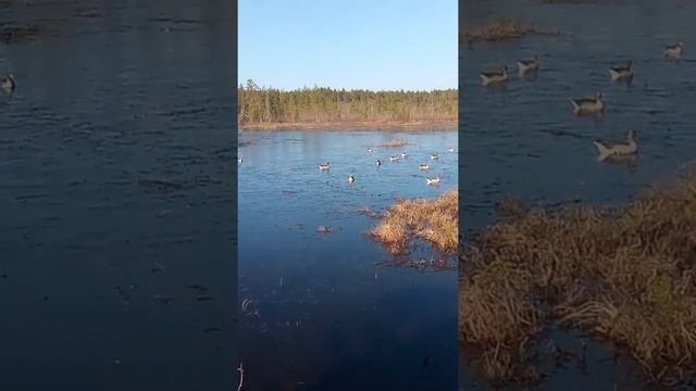 Чучела гусей гринхед смотреть онлайн