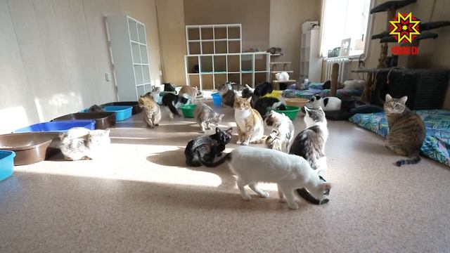 Чĕр-чунсене тимлĕх уйăрар смотреть онлайн