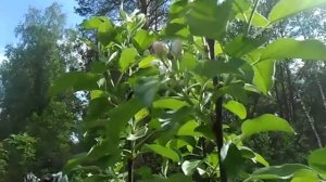 хани крисп на нашей даче