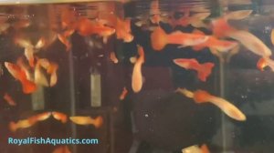 Red Flamingo Guppies | Fish Of The Month