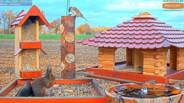 Eurasian Red Squirrel (Sciurus vulgaris) - Recke, Germany - Nov. 2020 смотреть онлайн