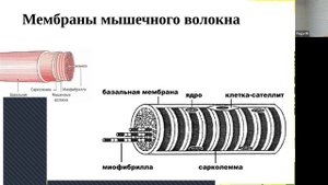 Устройство мышечного волокна. Фасции. сокращение и расслабление МВ 20221005