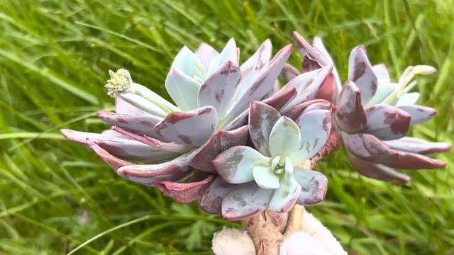 Echeveria A Quick Pink смотреть онлайн