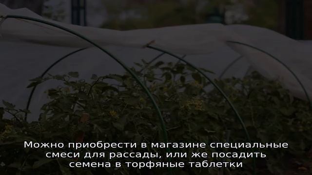 Когда сажать огурцы в парник в Подмосковье смотреть онлайн