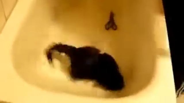 Как мыть кота. Кот убегает из ванны! How to wash a cat1.mp4 смотреть онлайн