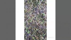 Как вырастить рассаду клёна.