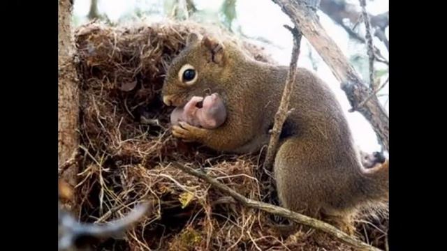 Семейные ценности в мире животных. Умиление