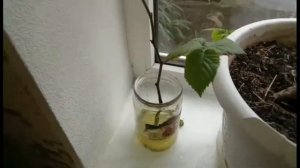 ежевика натчез укореняем зелёный черенок в воде
