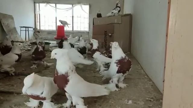 Голуби. Андижанцы. Кызыл тошы. смотреть онлайн