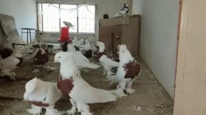 Голуби. Андижанцы. Кызыл тошы.